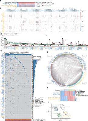 Interaction between glycolysis‒cholesterol synthesis axis - Frontiers